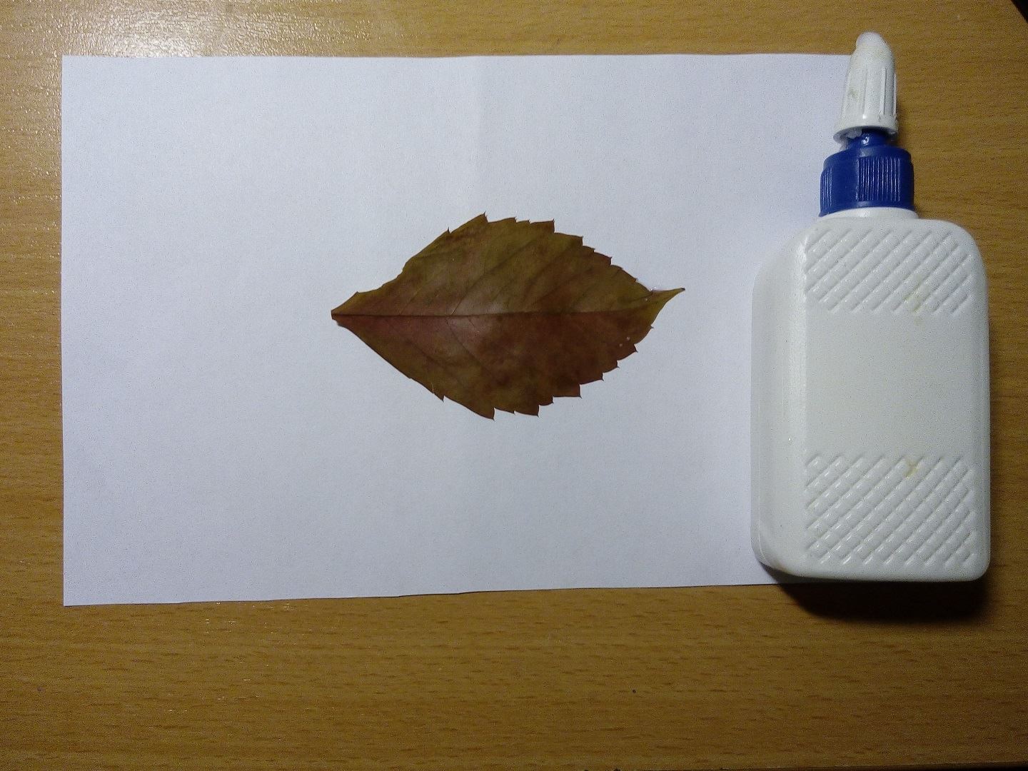 Посередине белого листка бумаги приклеиваем листочек с дерева в горизонтальном положении