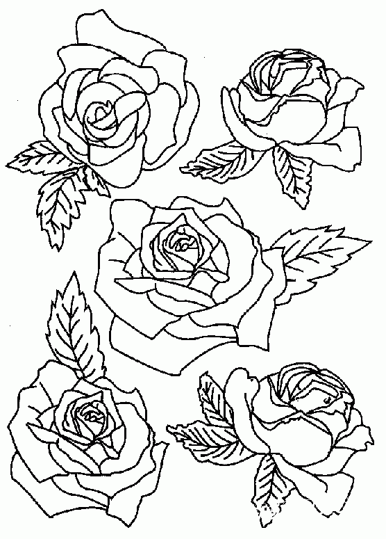 раскраски для девочек розы