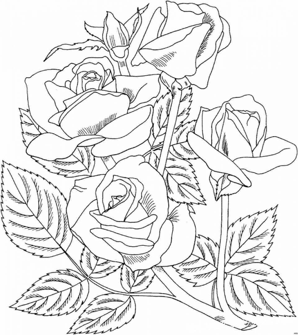 розы раскраски 