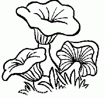 The collection of coloring pages for children with the image of mushrooms